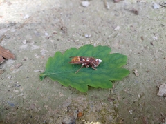 Beauveria bassiana