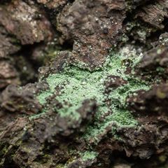 Chaenotheca furfuracea