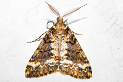 Pseudocoremia leucelaea