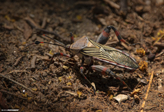 Pachylis neocalifornicus