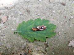 Beauveria bassiana