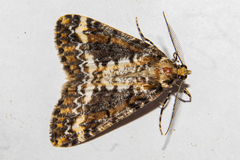 Pseudocoremia leucelaea