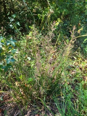 Coleataenia rigidula