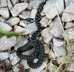 Lampropeltis nigra