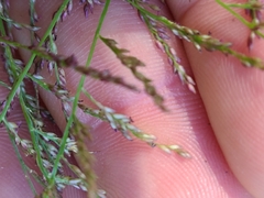 Coleataenia rigidula