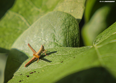 Teicophrys fusiformis