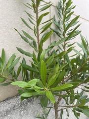 Morella californica