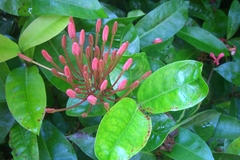 Ixora