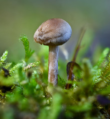 Panaeolus fontinalis