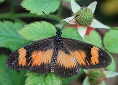 Acraea masaris
