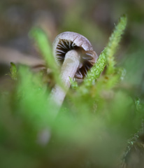 Panaeolus fontinalis