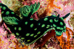 Nembrotha cristata