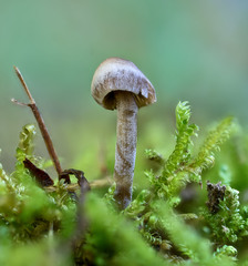 Panaeolus fontinalis
