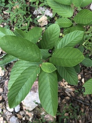 Frangula betulifolia