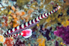 Dunckerocampus dactyliophorus