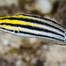 Linespot Fangblenny - Photo (c) François Libert, some rights reserved (CC BY-NC-SA), uploaded by François Libert