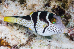 Canthigaster valentini