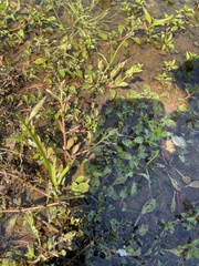 Lindernia anagallidea