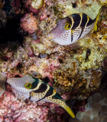 Canthigaster valentini