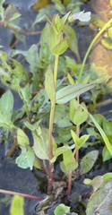 Lindernia anagallidea