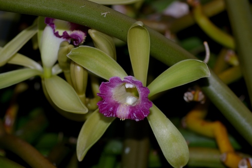 leafless vanilla (Vanilla dilloniana)