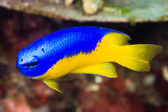 Pomacentrus auriventris