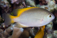 Pomacentrus lepidogenys