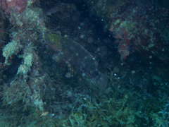 Symphodus mediterraneus