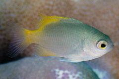 Pomacentrus lepidogenys