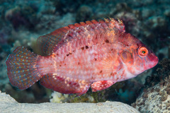 Pteragogus flagellifer