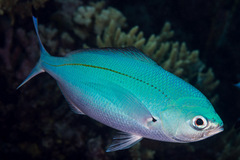 Caesio lunaris