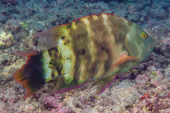 Cheilinus trilobatus