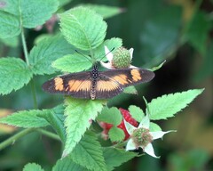 Acraea masaris