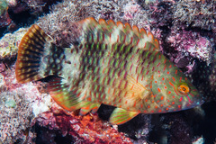 Cheilinus trilobatus