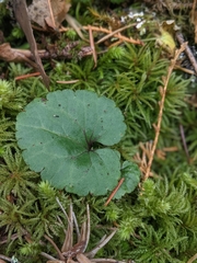 Veronica regina-nivalis