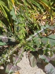 Sonchus asper