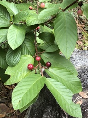 Frangula betulifolia
