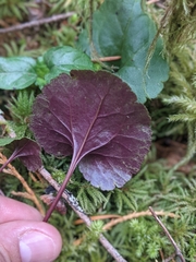 Veronica regina-nivalis