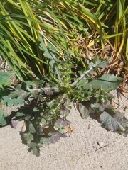 Sonchus asper