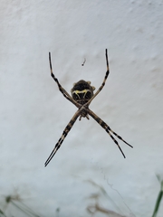 Argiope