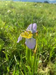 Tigridia mariaetrinitatis