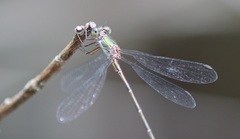 Chalcolestes parvidens