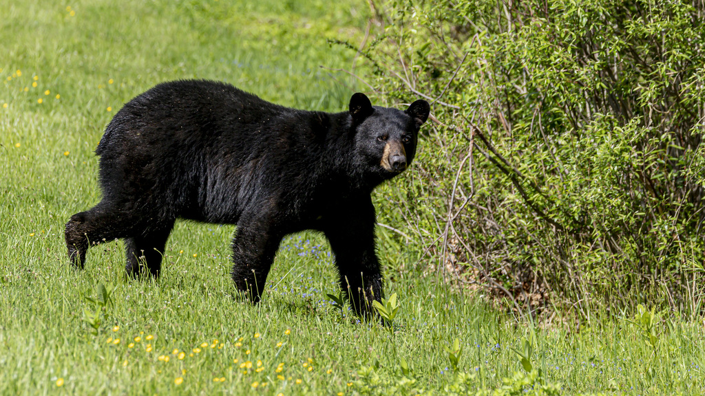 American Black Bear from Rockland County, NY, USA on May 20, 2022 at 09 ...