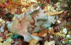 Taenianotus triacanthus