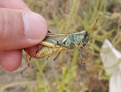 Melanoplus thomasi