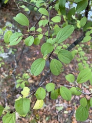 Rhamnaceae