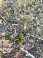 Cercocarpus