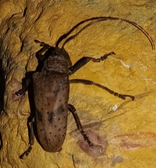 Jamesia papulenta