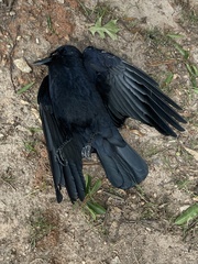 Corvus brachyrhynchos