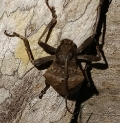 Jamesia papulenta